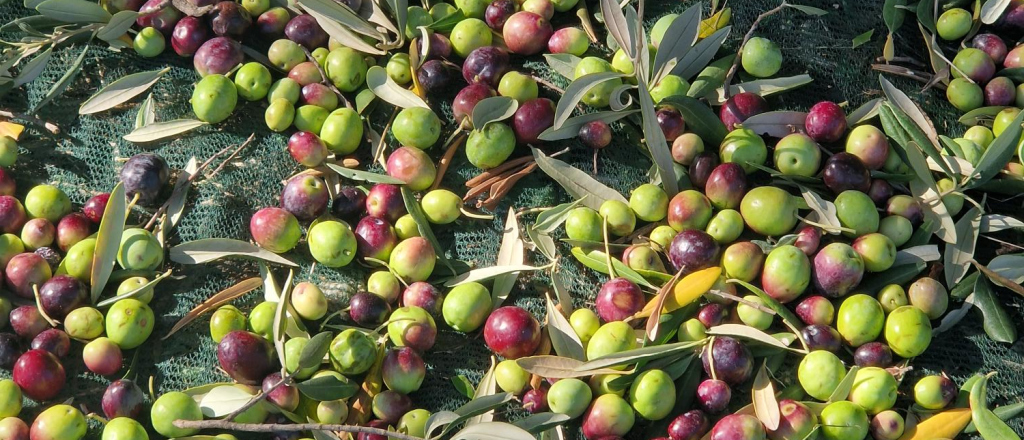 Olive harvest 1