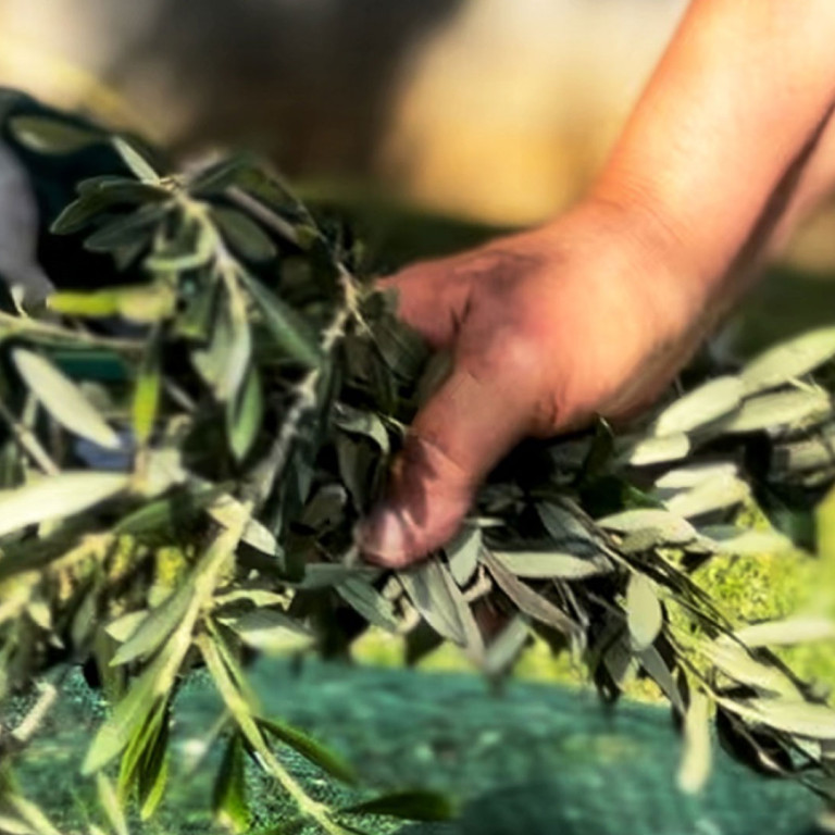 Olive Harvest Team Building