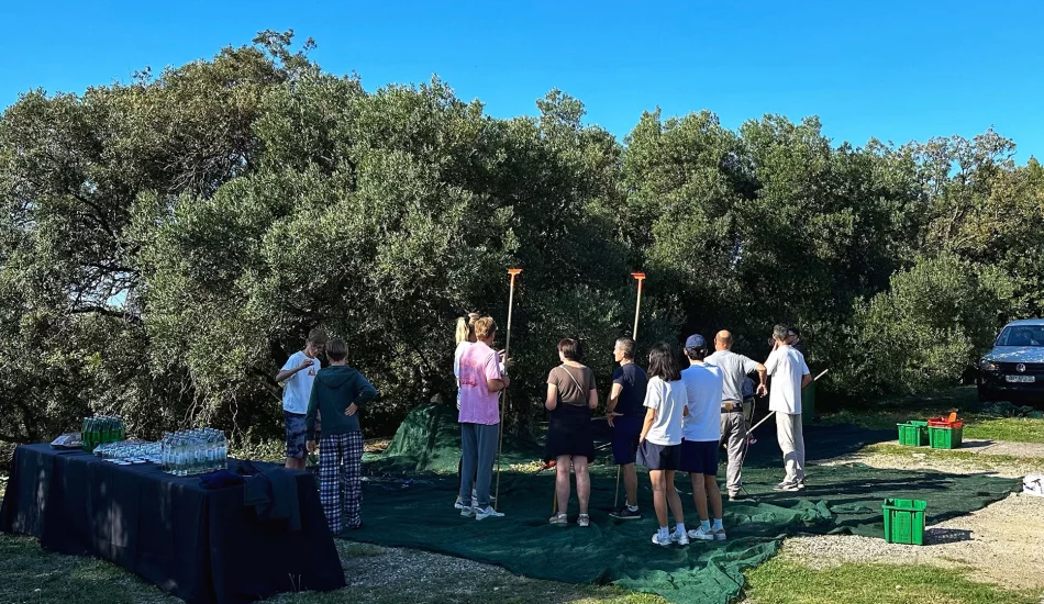 The Olive Harvest