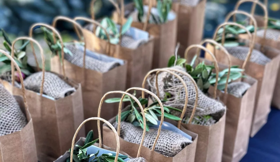 Celebrating the Olive Harvest Season