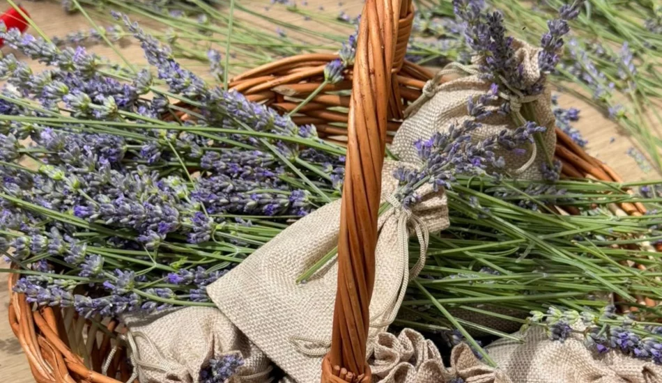 How Sun Gardens Dubrovnik Brings Sustainability to Guest Experiences